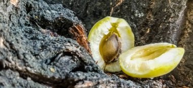 Bahçede Ermeni kayısıları