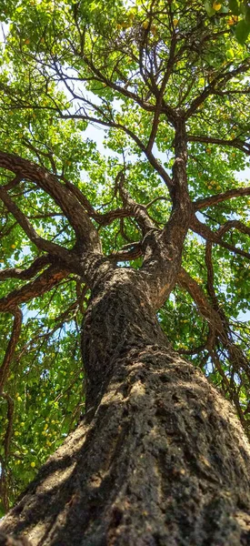 Abrikozenboom Het Bos — Stockfoto