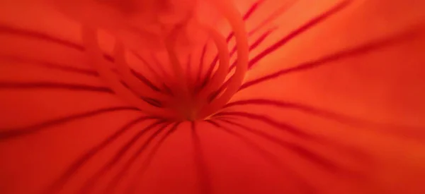 Центре Цветка Находится Гинециум Макрофотография Красный Цветок — стоковое фото