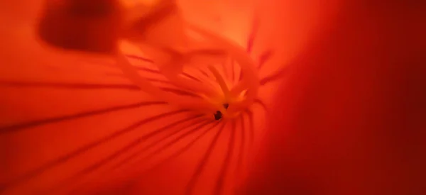 Center Flower Gynoecium Macro Photography Red Flower — Stock Photo, Image