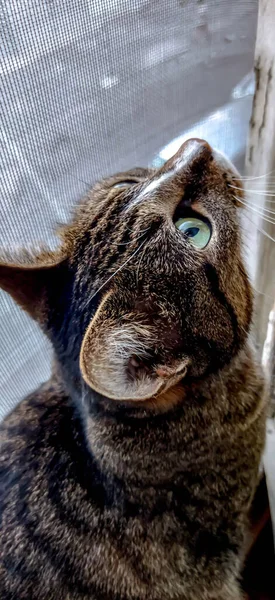 Bel Gatto Gatto Siede Sulla Finestra — Foto Stock