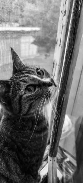 Hermoso Gato Foto Blanco Negro Gato — Foto de Stock