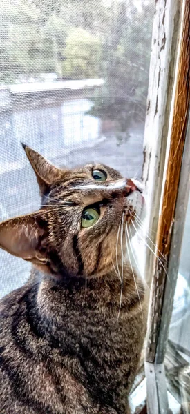 Nice Cat Cat Sits Window — Stock Photo, Image