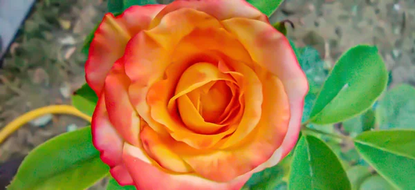 Όμορφο Τριαντάφυλλο Πορτοκαλί Τριαντάφυλλο Στον Κήπο — Φωτογραφία Αρχείου