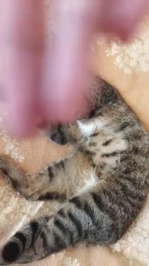 Kedi sahibi ile oynar.