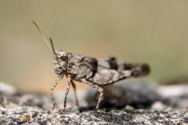 Akıllı telefon ekranında güzel bir açık hava sahnesi. İnanılmaz yaz doğası.
