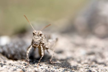 Akıllı telefon ekranında güzel bir açık hava sahnesi. İnanılmaz yaz doğası.