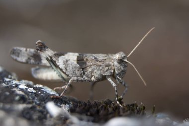 Akıllı telefon ekranında güzel bir açık hava sahnesi. İnanılmaz yaz doğası.