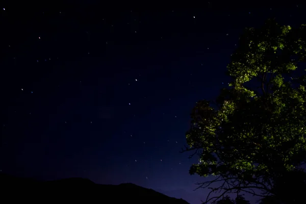 Paisagem Noturna Árvore Solitária Sobre Fundo Estrelas Brilhantes Céu Estrelado — Fotografia de Stock