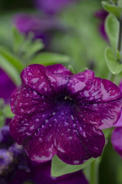 Flores Púrpuras Jardín Foto Flores Púrpuras — Foto de Stock