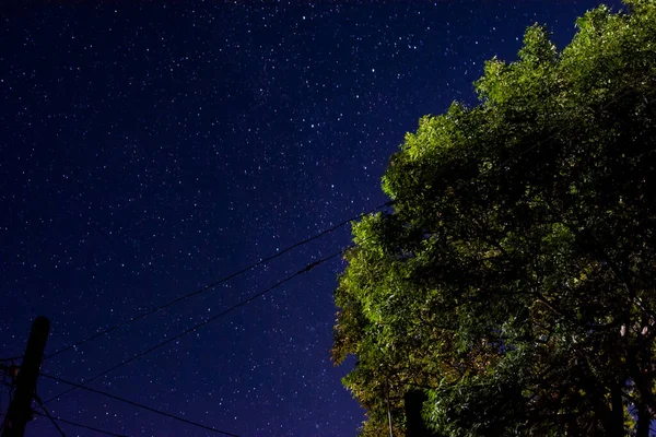 Paisagem Noturna Árvore Solitária Sobre Fundo Estrelas Brilhantes Céu Estrelado — Fotografia de Stock
