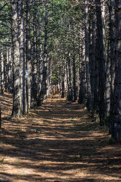 Caminho Florestal Árvores Ambos Lados Floresta Profunda Com Árvores — Fotografia de Stock