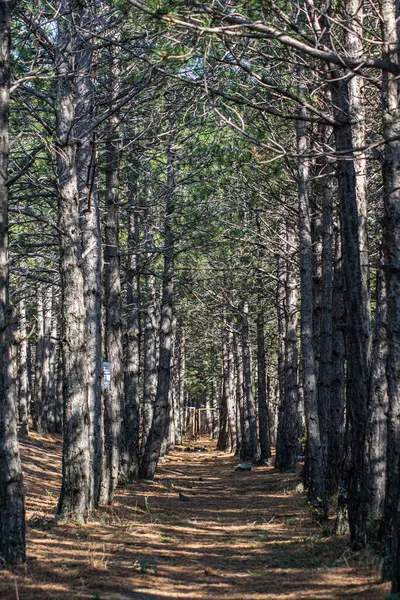 Caminho Florestal Árvores Ambos Lados Floresta Profunda Com Árvores — Fotografia de Stock