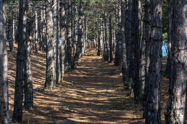 Caminho Florestal Árvores Ambos Lados Floresta Profunda Com Árvores — Fotografia de Stock