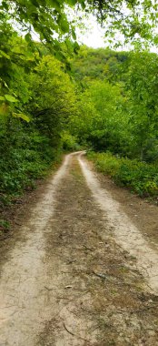 Toprak yol ve sık orman. Yol ormana doğru gidiyor. Yeşil ağaçlı yaz günü.