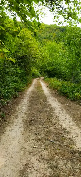 Dirt Road Dense Forest Road Leads Forest Summer Day Green — Stock Photo, Image