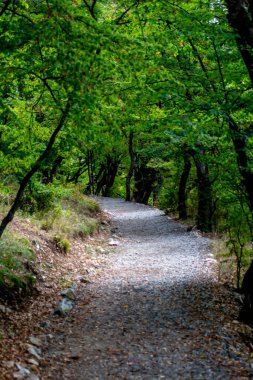 Ormanın derinliklerinde bir patika. Uzun yeşil ağaçlar ve bir patika. Ormanda yaz günü. Güzel orman manzarası. Şaşırtıcı doğa.