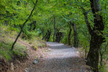 Ormanın derinliklerinde bir patika. Uzun yeşil ağaçlar ve bir patika. Ormanda yaz günü. Güzel orman manzarası. Şaşırtıcı doğa.