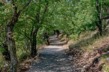 Ormanın derinliklerinde bir patika. Uzun yeşil ağaçlar ve bir patika. Ormanda yaz günü. Güzel orman manzarası. Şaşırtıcı doğa.