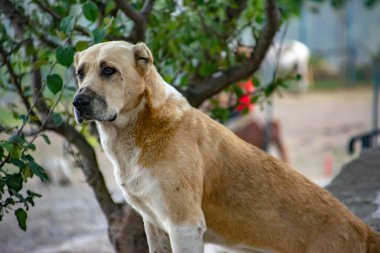 Güzel büyük köpek. Bir köpeğin fotoğraf portresi. Doğadaki altın köpek