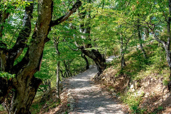 Ormanın derinliklerinde bir patika. Uzun yeşil ağaçlar ve bir patika. Ormanda yaz günü. Güzel orman manzarası. Şaşırtıcı doğa.