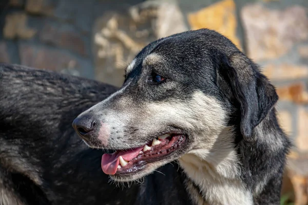 Kedves Kutya Fénykép Kutyáról Egy Gyönyörű Kutya Portréja — Stock Fotó