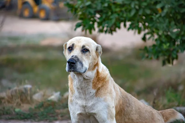Όμορφο Μεγάλο Σκυλί Φωτογραφικό Πορτραίτο Σκύλου Χρυσός Σκύλος Στη Φύση — Φωτογραφία Αρχείου
