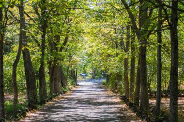 Ormanın derinliklerindeki yol. Ormandan geçen dar bir yol var. Ormanda sonbahar. Uzun ağaçlar ve yollar