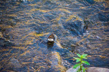 zwarte vogel op een rots