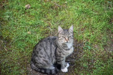 Şirin kedi yerde yatan