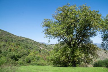 İspanya 'da ormandaki ağaçlar