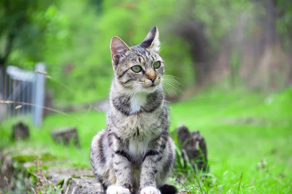Doğadaki kedi. Bir kedi portresi. Ormanda güzel bir kedi. Evcil bir kedi.