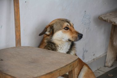 Evsiz bir köpek sahibini bekliyor..