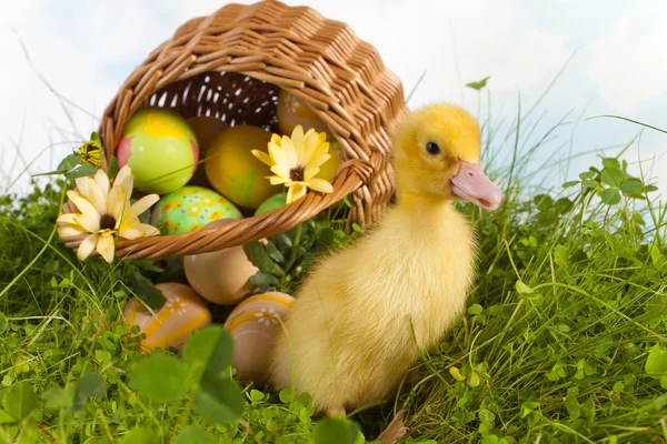 Easter duckling in the garden — Stock Photo, Image