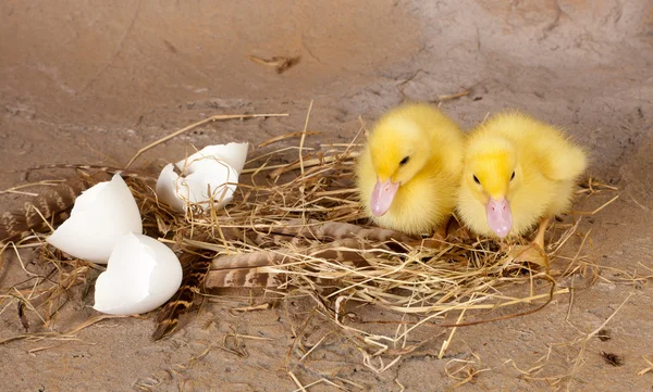 Ducklings on nest — Stock Photo, Image