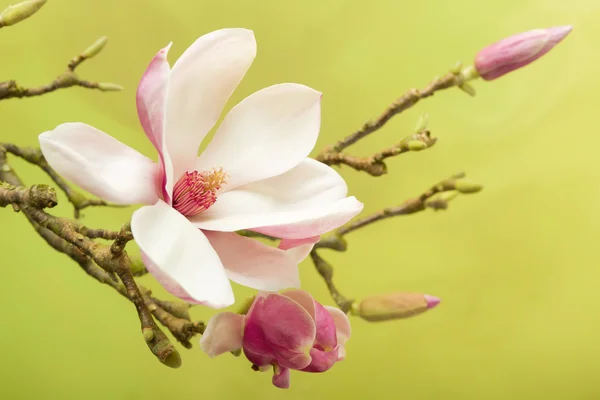 Magnolia stamen in detail — Stock Photo, Image