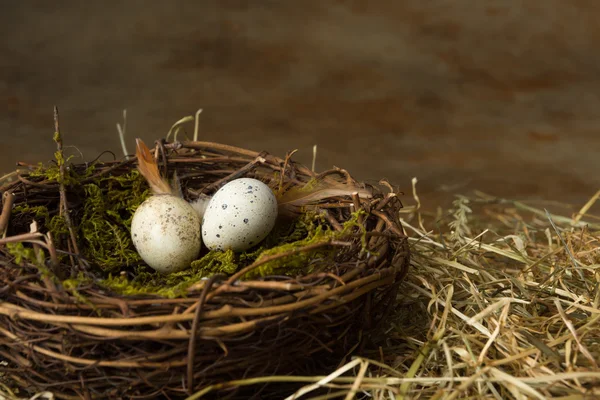 Small eggs in nest — Stock Photo, Image