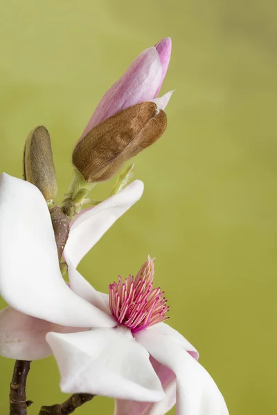 Magnolia with copy space — Stock Photo, Image