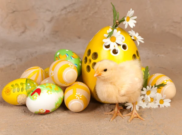 Pollito amarillo y huevos de Pascua — Foto de Stock