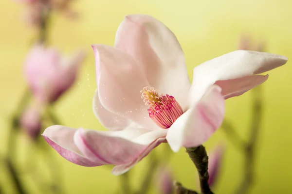 Open magnolia flower — Stock Photo, Image