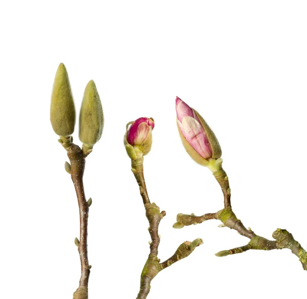 Trzy oddziały magnolia — Zdjęcie stockowe