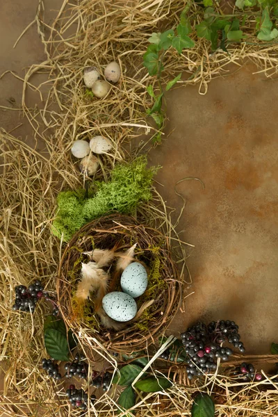 Nest im Frühling — Stockfoto