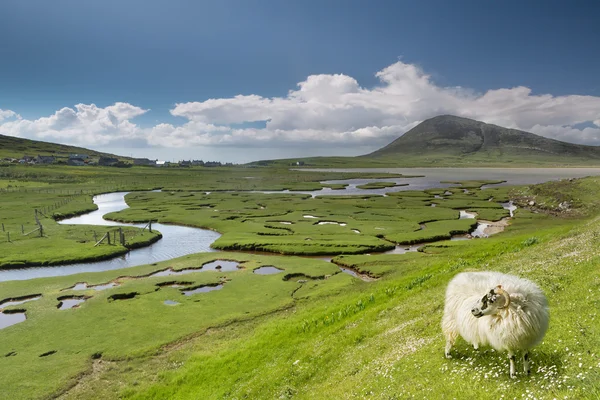 Scottish Sheep and saltings — Stock Photo, Image