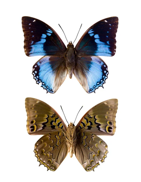 Charaxes Smaragdalis motyl przód i tył — Zdjęcie stockowe