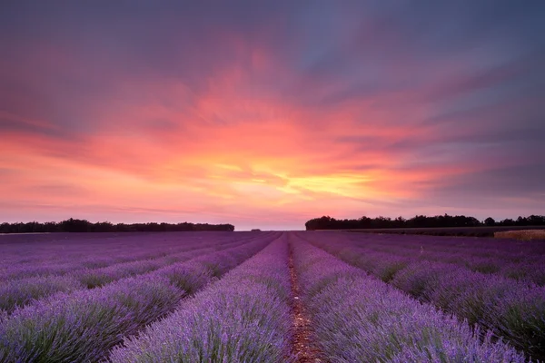 Sonnenuntergang Lavendel in der Provence — Stockfoto