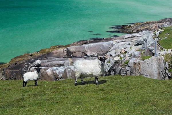 Blackfaced ovce na ostrově Lewis — Stock fotografie