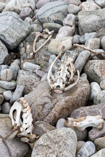 Pecora morta sulla spiaggia — Foto Stock