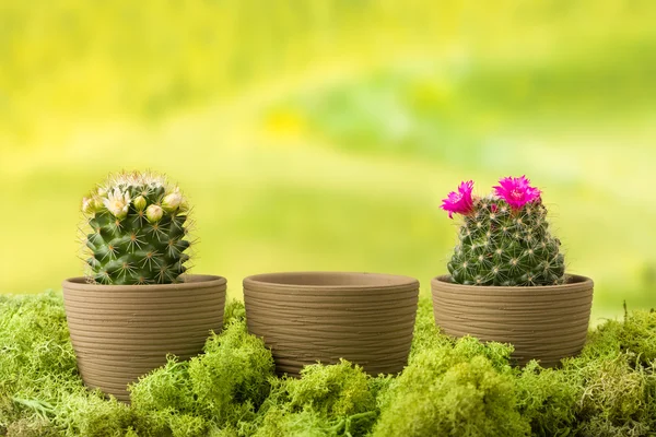 Prázdné hrnce a kaktus rostliny — Stock fotografie