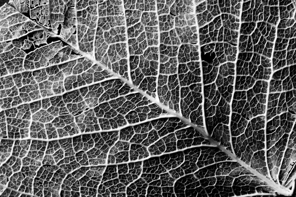 Contrastrijke textuur van blad aderen — Stockfoto