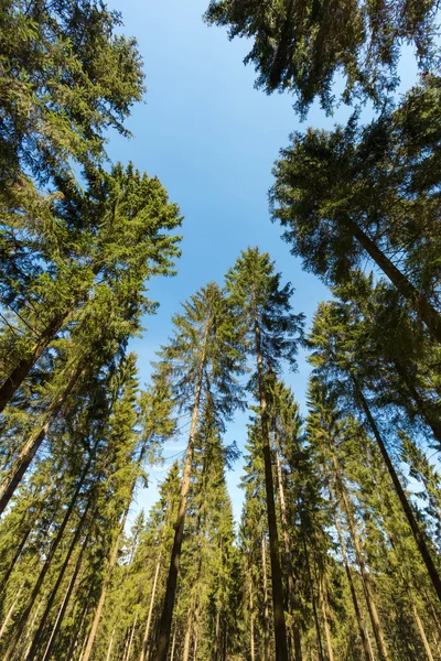 High pine trees — Stock Photo, Image